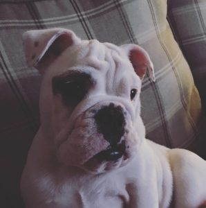 AVA