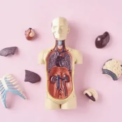 Level 3 Award in understanding Human Anatomy & Physiology (RQF)
