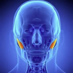 Level 4 Award in Facial Anatomy & Physiology (RQF)
